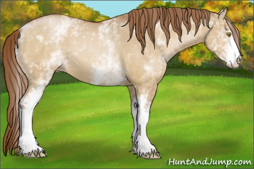Horse Color:White Spotted Bay Pearl Dun 