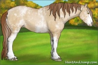 Horse Color:White Spotted Bay Pearl Dun