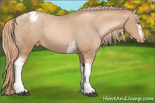 Horse Color:White Spotted Chestnut Pearl Varnish