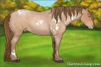 Horse Color:White Spotted Bay Roan Pearl 