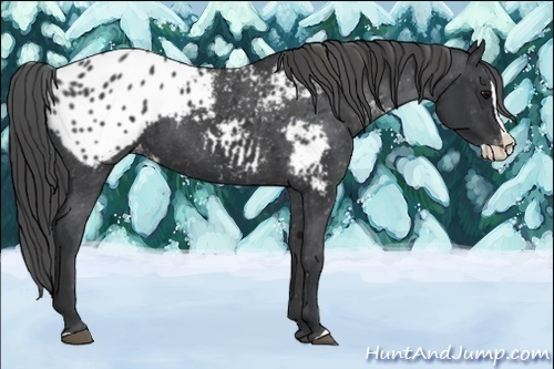 Horse Color:Black Splash Appaloosa 