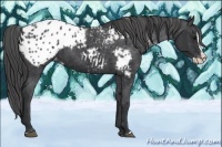 Horse Color:Black Splash Appaloosa 