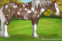 Horse Color:White Spotted Chocolate Silver Brown Splash 