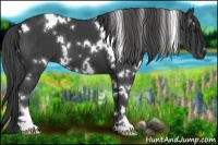 Horse Color:White Spotted Smoky Black