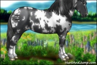 Horse Color:White Spotted Black