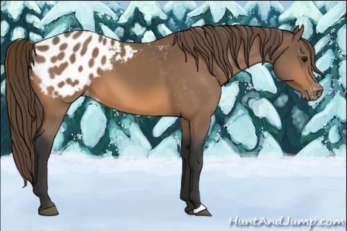 Horse Color:Buckskin Appaloosa 
