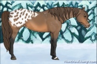 Horse Color:Buckskin Blanket
