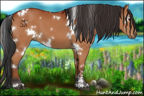 Horse Color:White Spotted Bay 