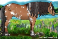 Horse Color:White Spotted Bay 