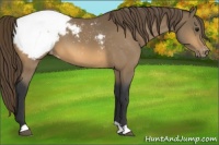 Horse Color:Buckskin Snowcap
