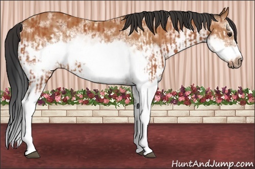 Horse Color:Bay Splash Frame and White Spotted Bay Splash Frame