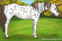 Horse Color:Buckskin Near Leopard 