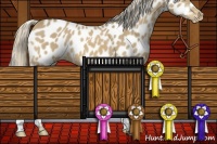 Horse Color:Palomino Appaloosa