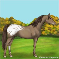 Horse Color:Classic Champagne Appaloosa 