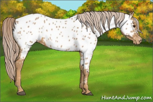 Horse Color:Palomino Near Leopard