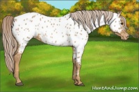Horse Color:Palomino Near Leopard 