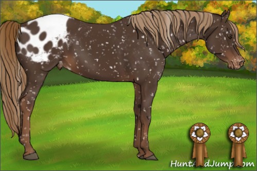 Horse Color:Liver Chestnut Appaloosa 
