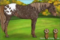 Horse Color:Liver Chestnut Appaloosa 