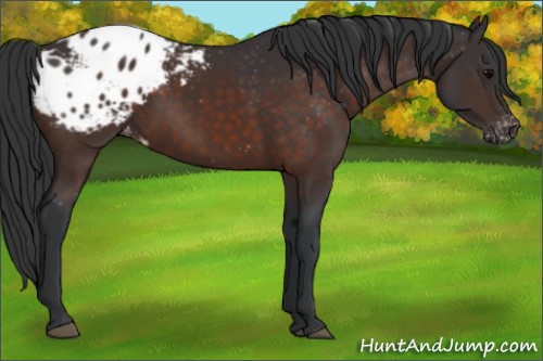 Horse Color:Brown Appaloosa Rabicano 