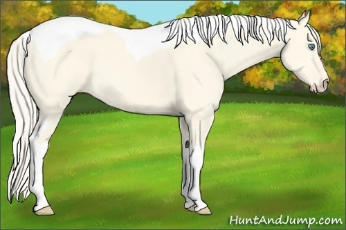 Horse Color:Cremello Dun Tobiano