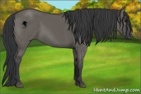 Horse Color:Grullo