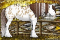 Horse Color:Red Dun Splash Appaloosa 