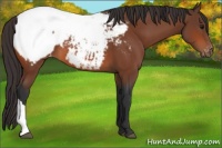 Horse Color:Bay Appaloosa