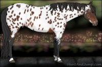 Horse Color:Bay Appaloosa 