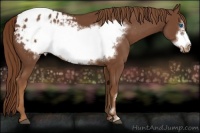 Horse Color:Chestnut Frame Appaloosa