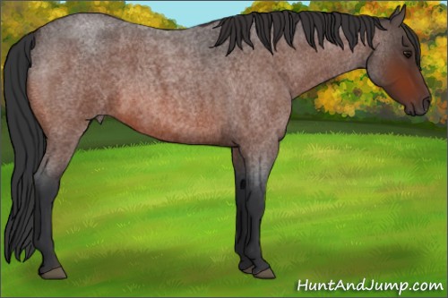 Horse Color:Bay Roan 