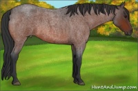 Horse Color:Bay Roan 
