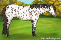 Horse Color:Buckskin Appaloosa