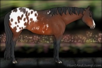 Horse Color:Bay Appaloosa 