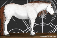 Horse Color:Gray White Spotted Chestnut 