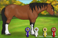 Horse Color:Gray Buckskin
