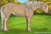 Horse Color:Palomino