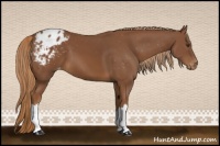Horse Color:Chestnut Appaloosa