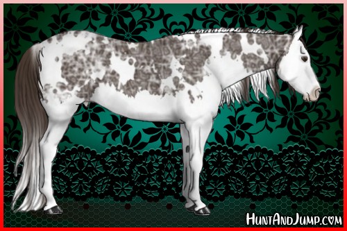 Horse Color:White Spotted Liver Chestnut Ice Splash 