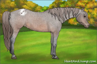 Horse Color:Brown Appaloosa 