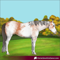 Horse Color:White Spotted Bay Splash