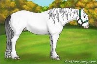 Horse Color:White Spotted Bay Splash