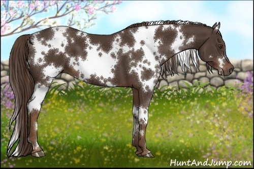Horse Color:White Spotted Liver Chestnut 