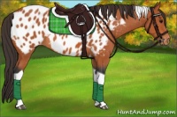 Horse Color:Bay Tobiano Near Leopard 