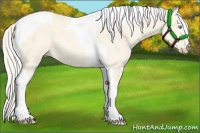 Horse Color:Cremello Dun Tobiano 