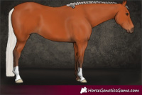 Horse Color:Silver Bay 