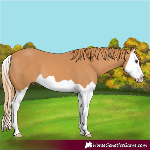 Horse Color:Chestnut Splash 