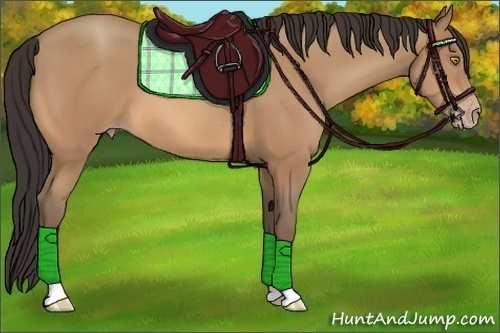 Horse Color:Amber Champagne 