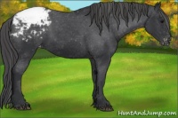 Horse Color:Black Appaloosa