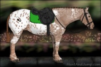 Horse Color:Chestnut Ice Appaloosa 