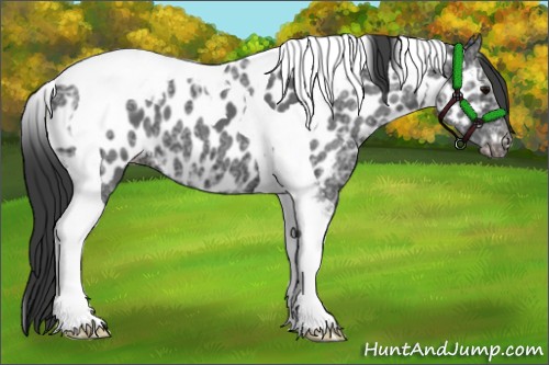 Horse Color:Black Ice Tobiano Appaloosa 